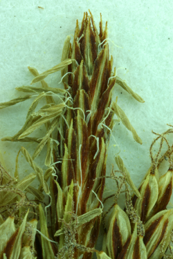 Deceiving sedge (Carex saliniformis), terminal staminate inflorescence. Vesta F. Hesse 457 (JEPS27484), “Boggy ground near Camp Evers, elev. ca. 400 ft.,” Scotts Valley (Santa Cruz County), May 23, 1944 [occurrence extirpated]. Photo © Steve Matson. Deceiving sedge (Carex saliniformis), terminal staminate inflorescence. Vesta F. Hesse 457 (JEPS27484), “Boggy ground near Camp Evers, elev. ca. 400 ft.,” Scotts Valley (Santa Cruz County), May 23, 1944 [occurrence extirpated]. Photo © Steve Matson.